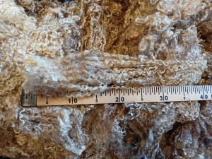 Флис Teeswater натуральная неокрашенная шерсть